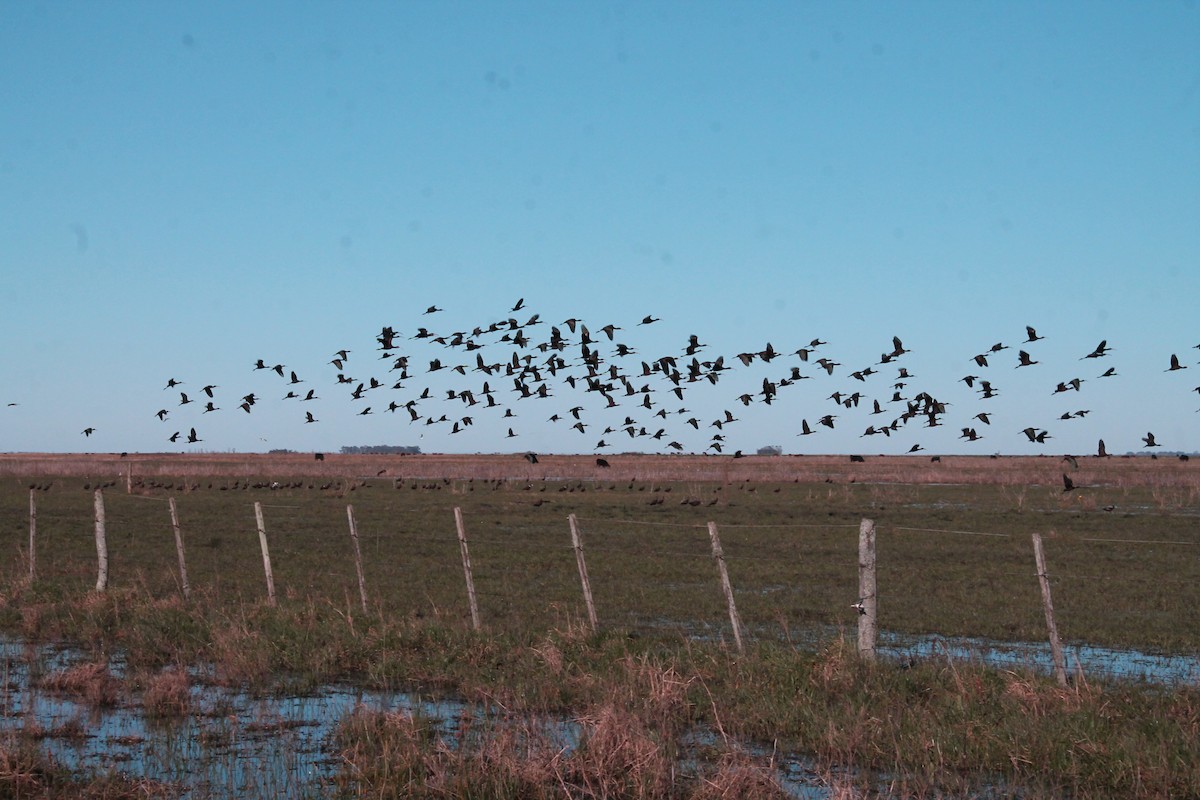 White-faced Ibis - Angeles Loredo