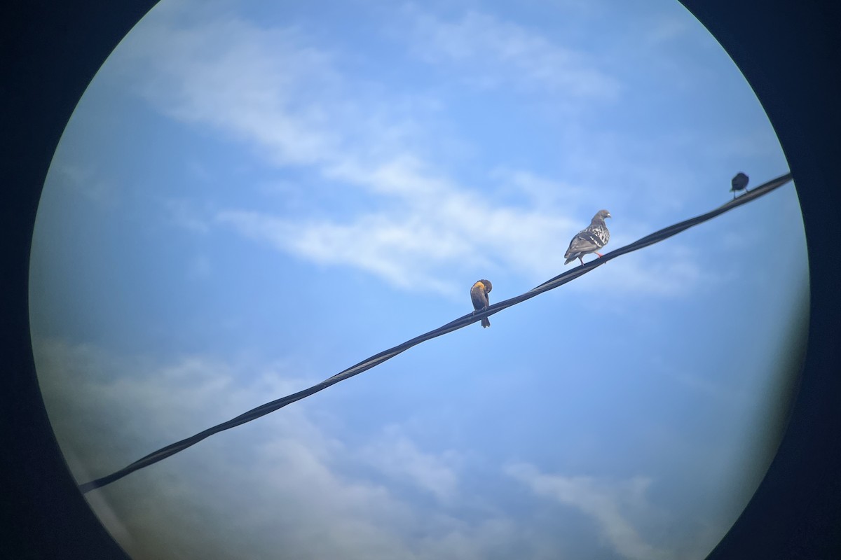 eBird Checklist - 21 Oct 2026 - Los Alamitos Race Course horse stables ...