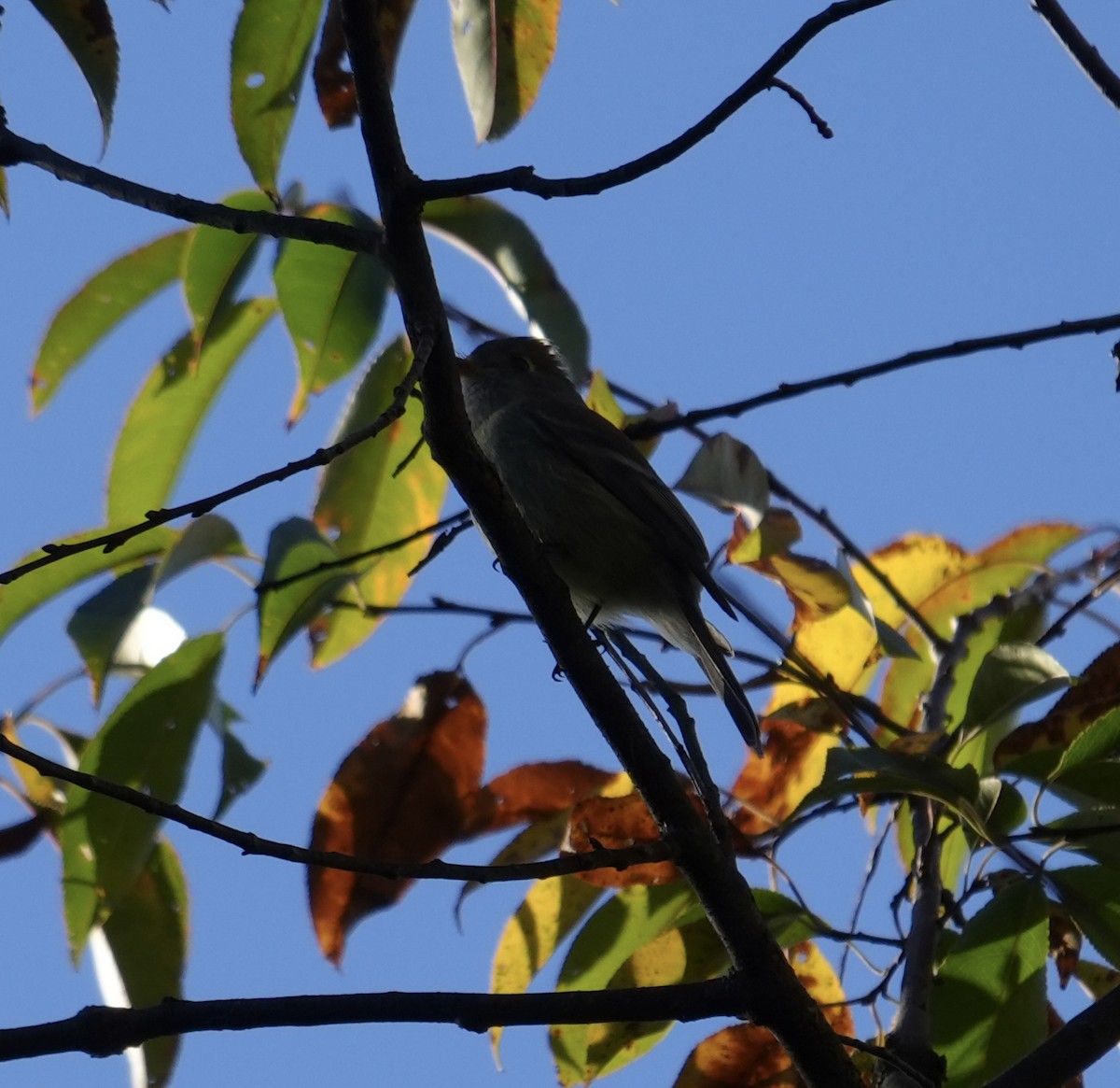 eBird Checklist - 21 Oct 2026 - Big Woods Natural Area--Little Egypt Rd ...