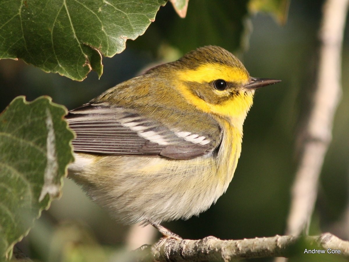 Townsend's Warbler - ML66733241