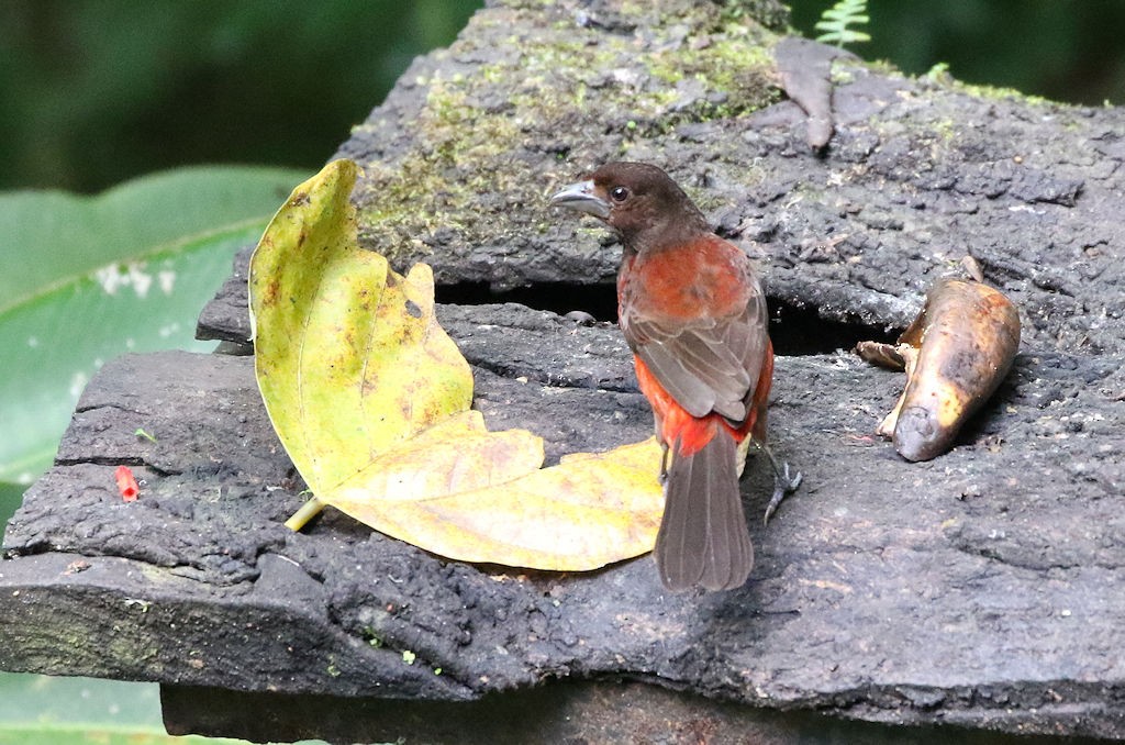 Crimson-backed Tanager - William Hull