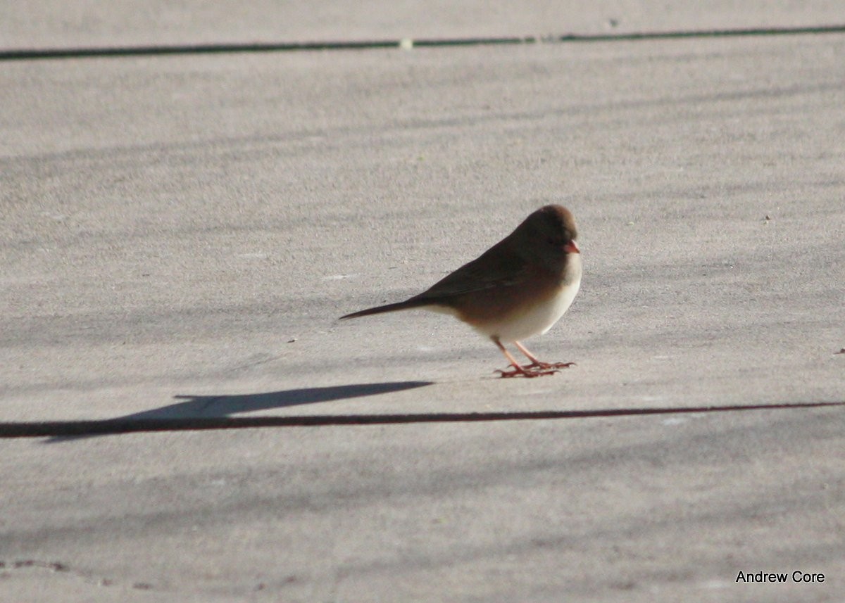 Dark-eyed Junco (Oregon) - Andrew Core