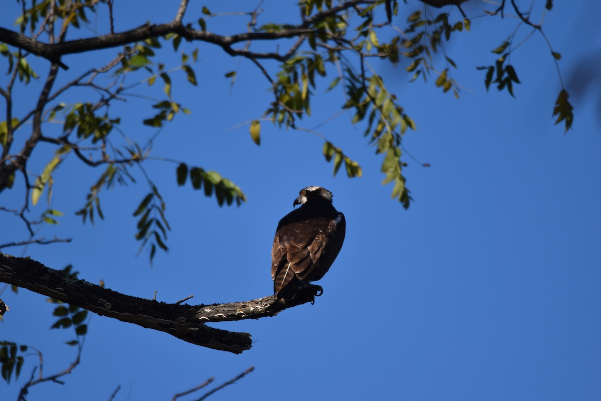 eBird Checklist - 21 Oct 2026 - Round Valley Recreation Area - 34 ...