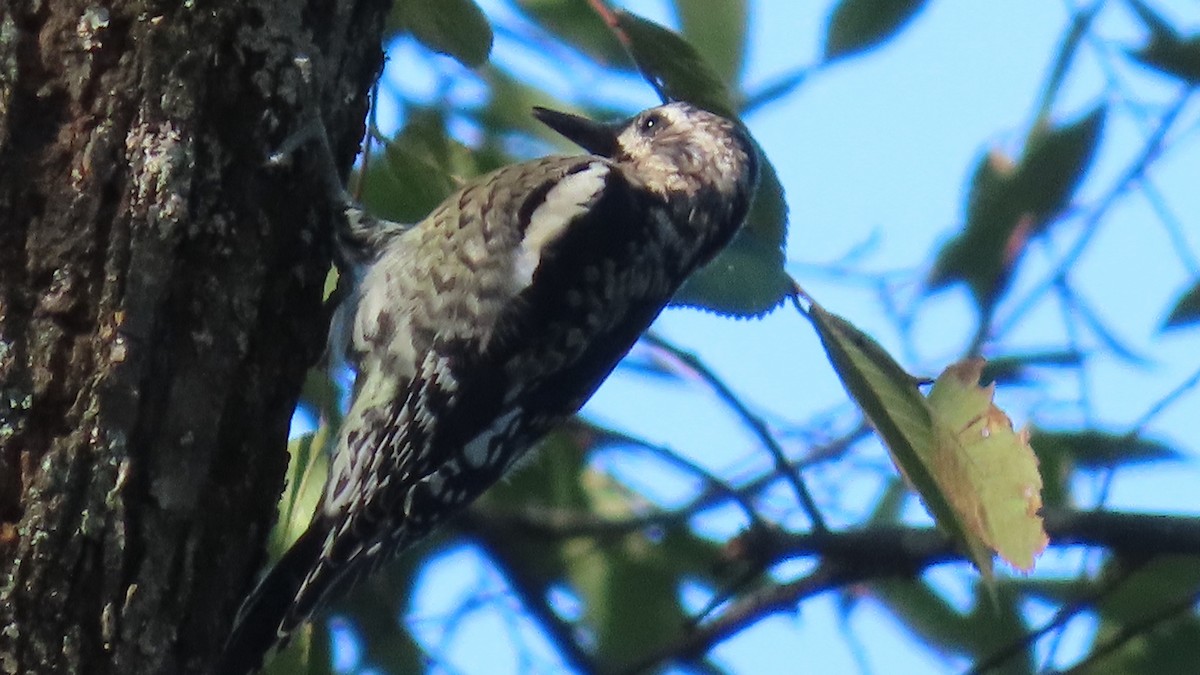 eBird Checklist - 21 Oct 2026 - A Bald Ridge Avian Survey Home - 23 species