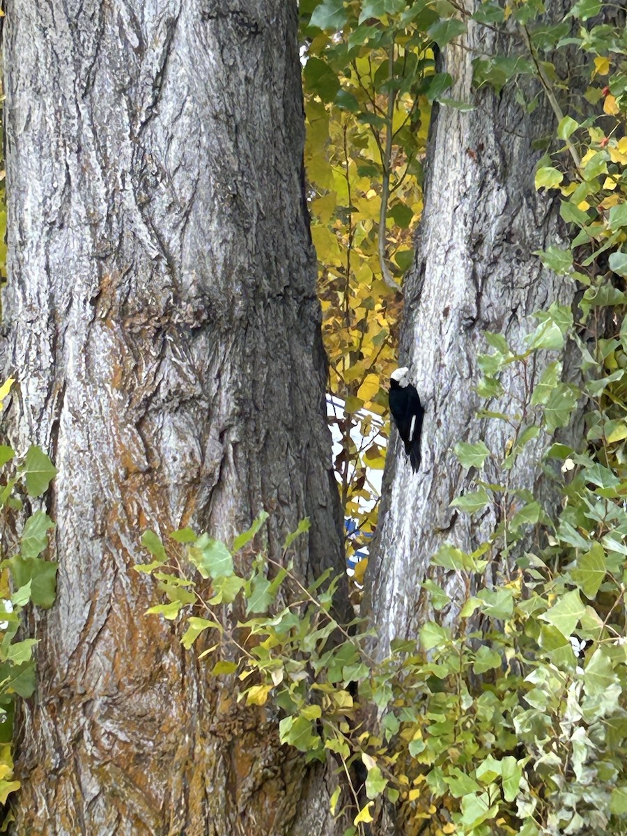ML667337141 - White-headed Woodpecker - Macaulay Library
