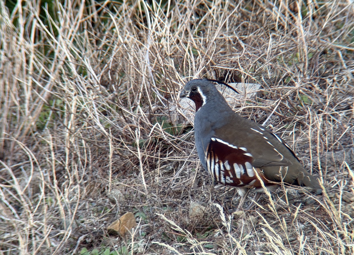 eBird Checklist - 21 Oct 2026 - China Mountain Rd, Port Orford - 23 species