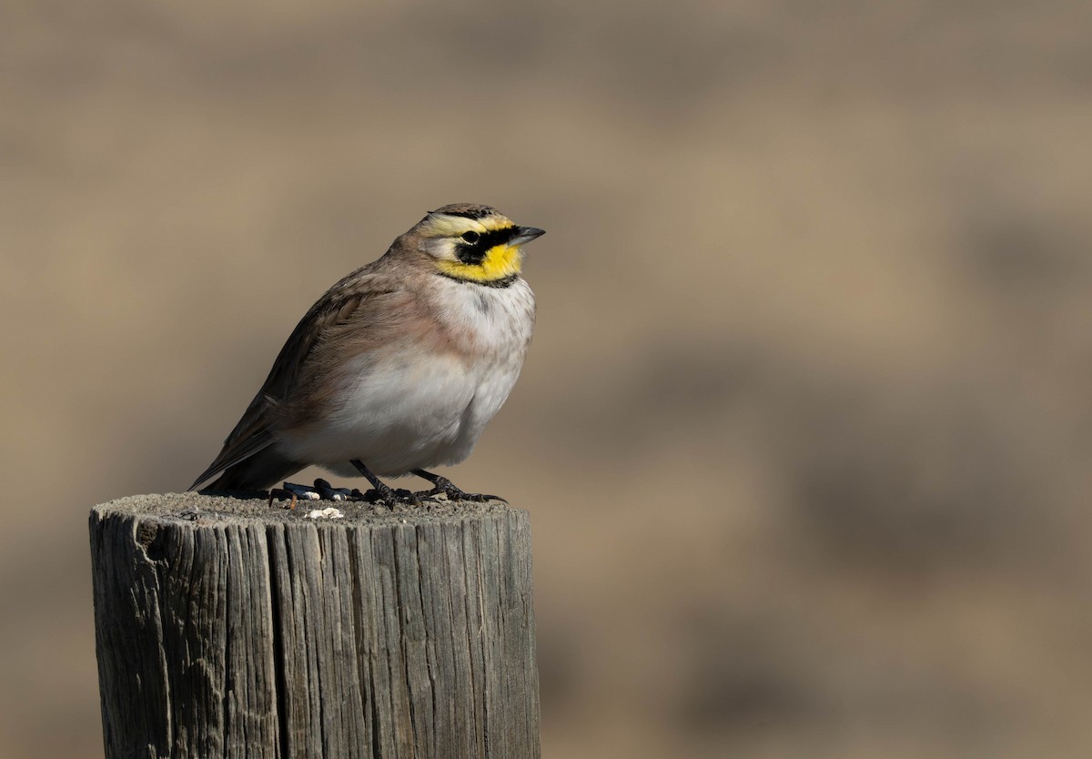 ML667341271 - Horned Lark - Macaulay Library