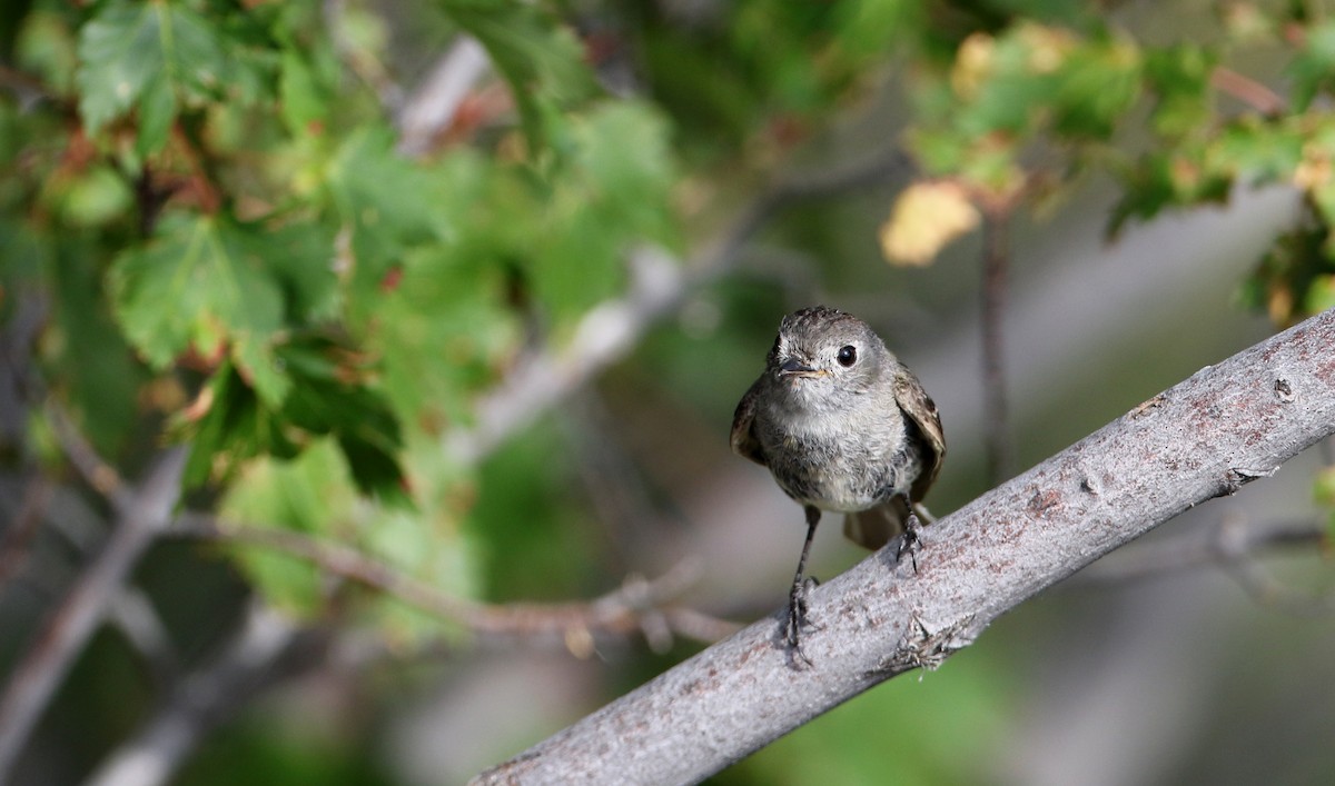 Dusky Flycatcher - ML66734161