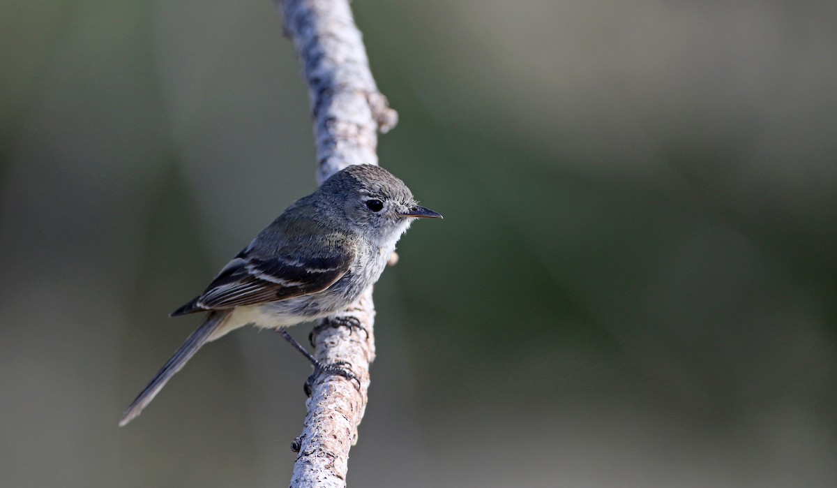 Dusky Flycatcher - ML66734231