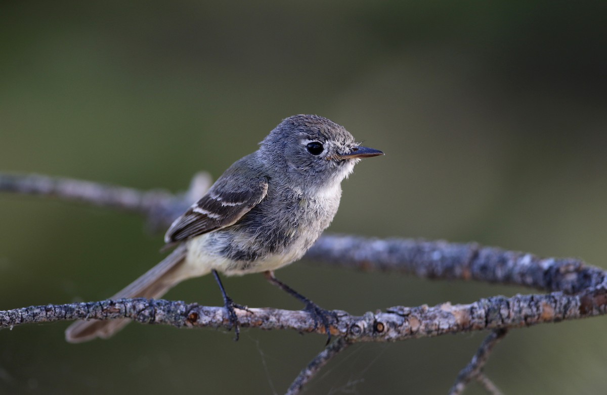 Dusky Flycatcher - Jay McGowan