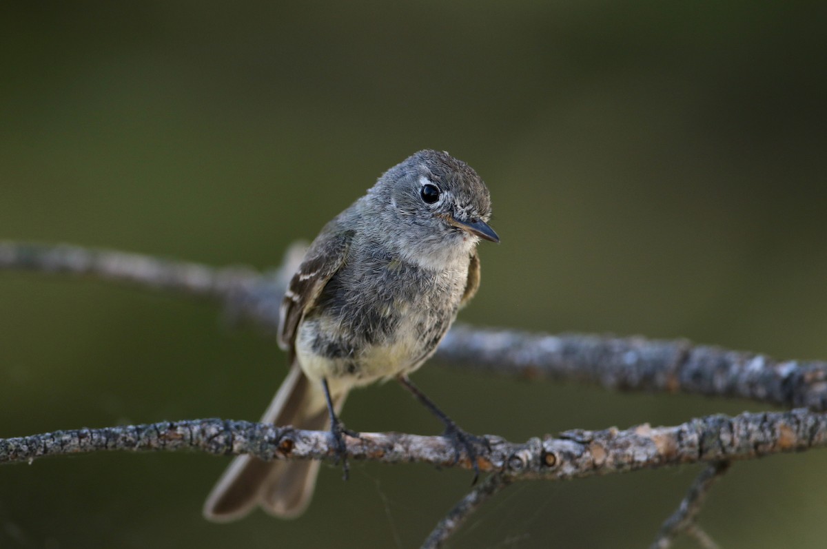 Dusky Flycatcher - ML66734321