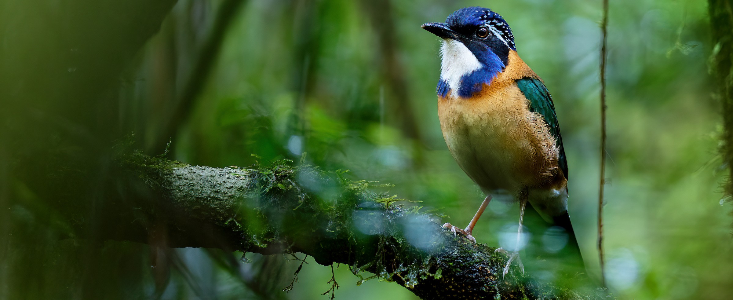 Pitta-like Ground-Roller