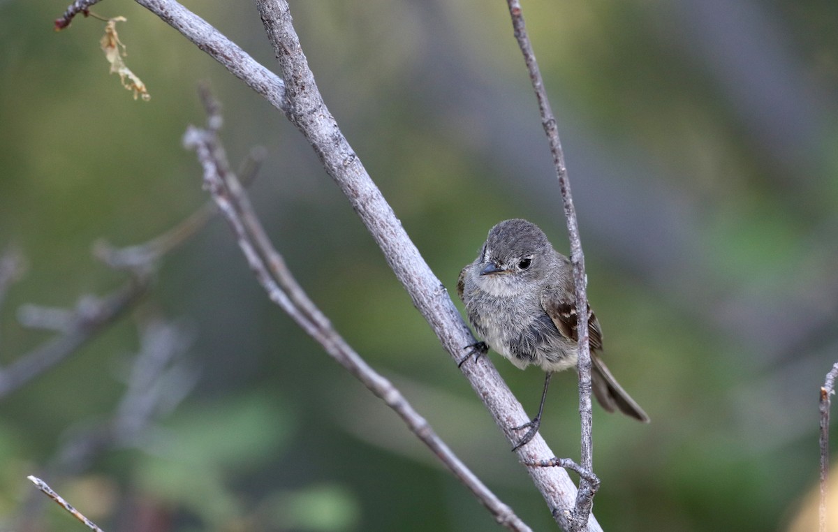 Dusky Flycatcher - ML66734391