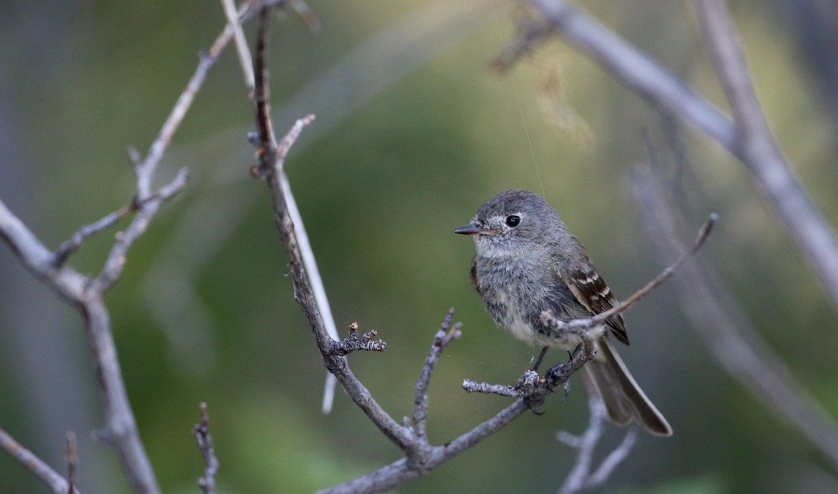 Dusky Flycatcher - ML66734431