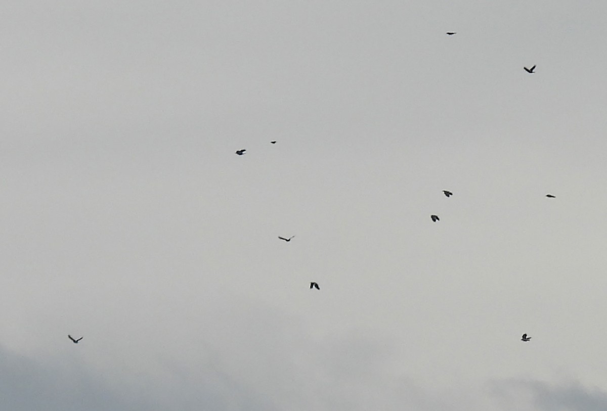 eBird Checklist - 21 Oct 2026 - Griffith Park--Toyon & Mt Hollywood ...