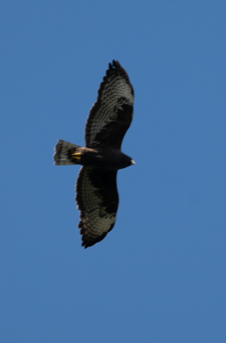 eBird Checklist - 21 Oct 2026 - Spanish River Park - 7 species