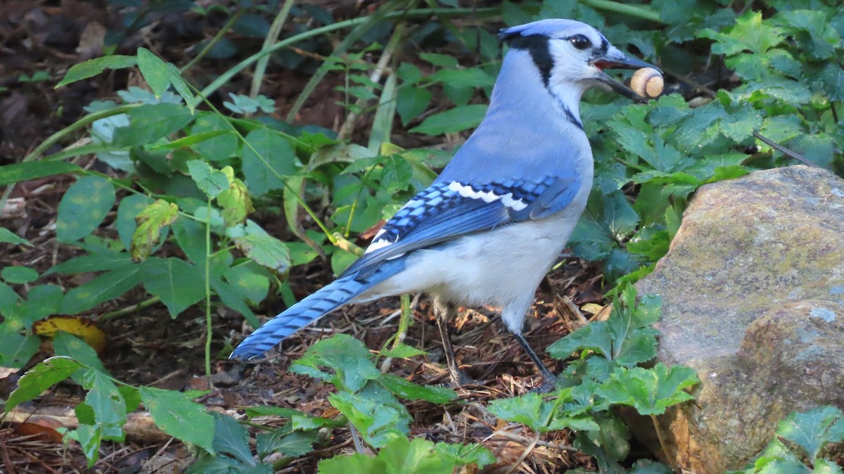 eBird Checklist - 21 Oct 2026 - 5622 Clearlake Drive - 23 species