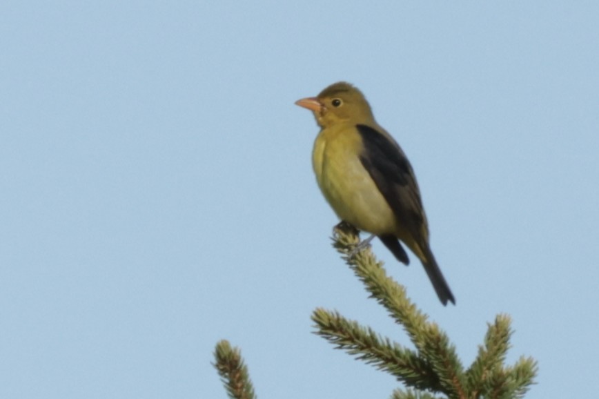 eBird Checklist - 21 Oct 2026 - Canso--Chapel Gully Trail - 13 species