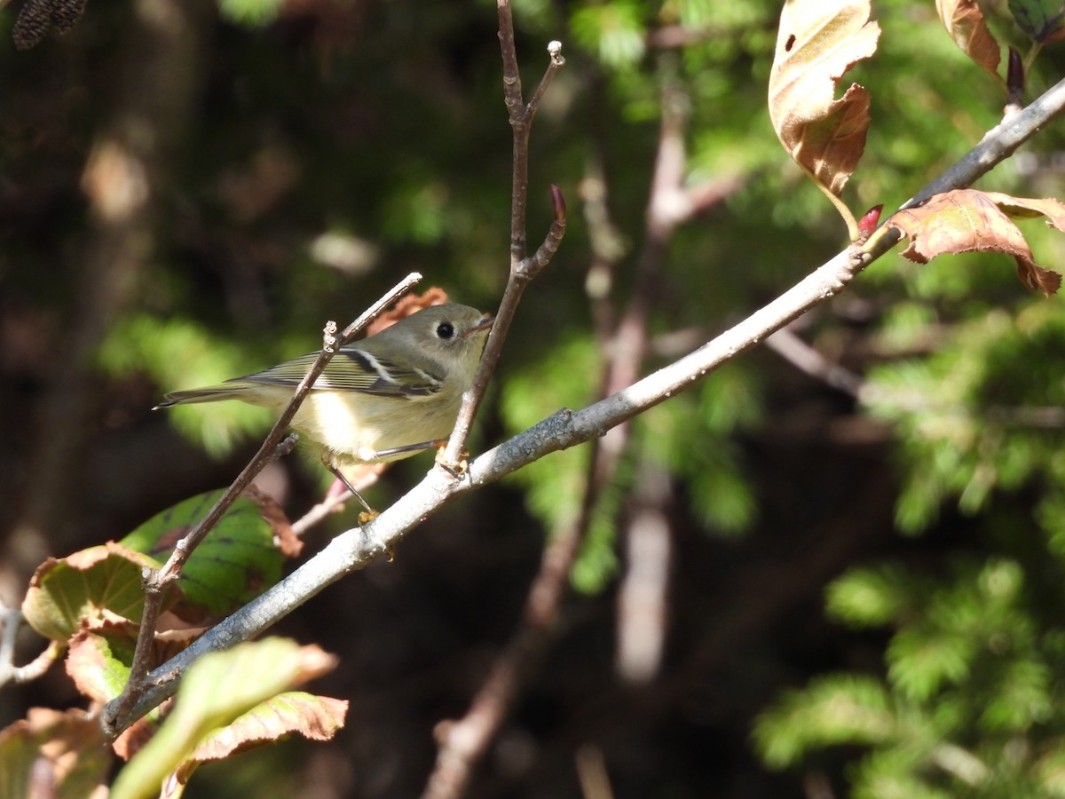 eBird Checklist - 21 Oct 2026 - 3630 Scenic Drive, Alma, New Brunswick ...