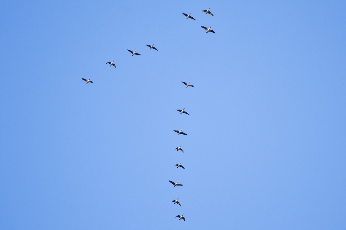 eBird Checklist - 21 Oct 2026 - Anne Arundel Community College - 21 species