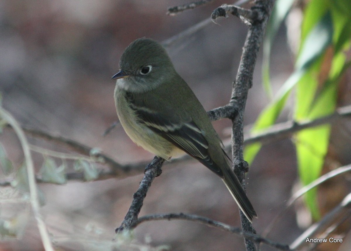 Hammond's Flycatcher - ML66736161