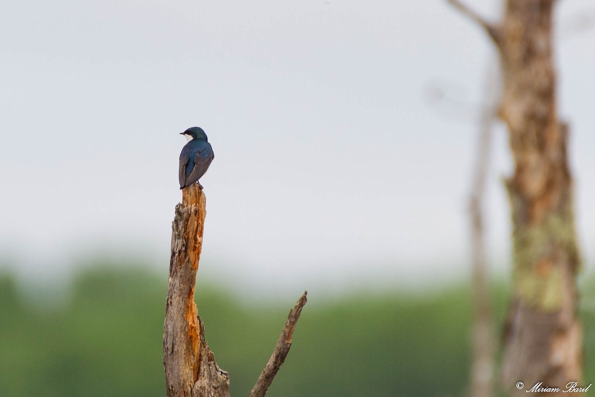 Golondrina Bicolor - ML66736171