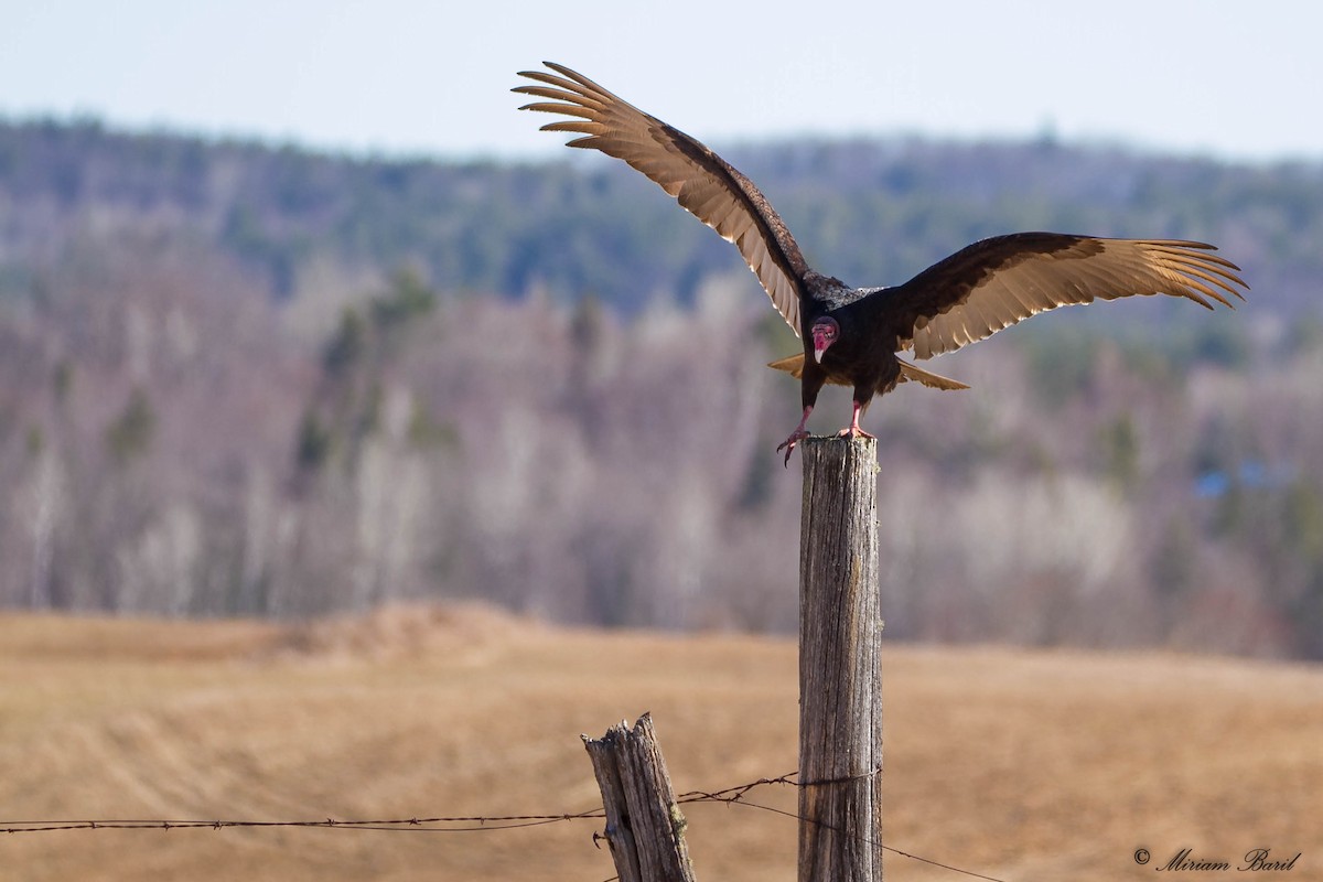 Turkey Vulture - ML66736341