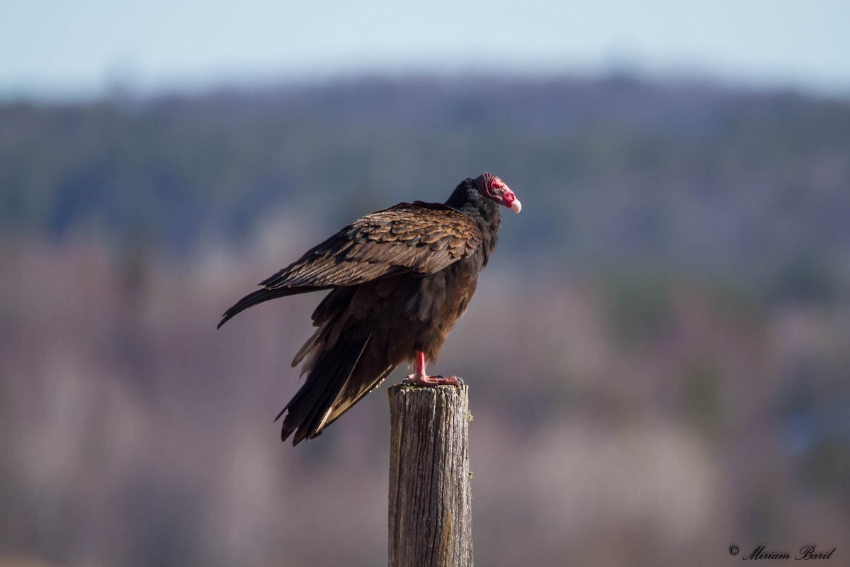 Turkey Vulture - ML66736351