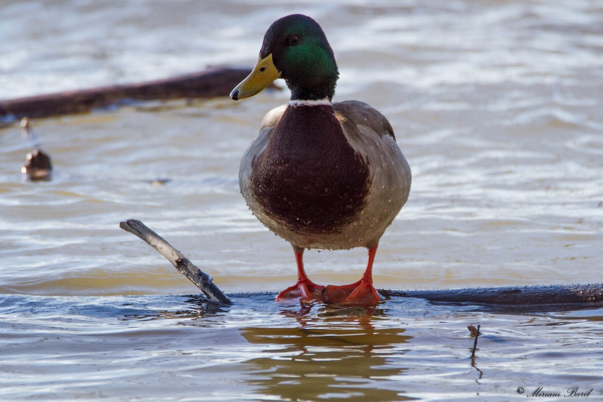 Mallard - ML66737141