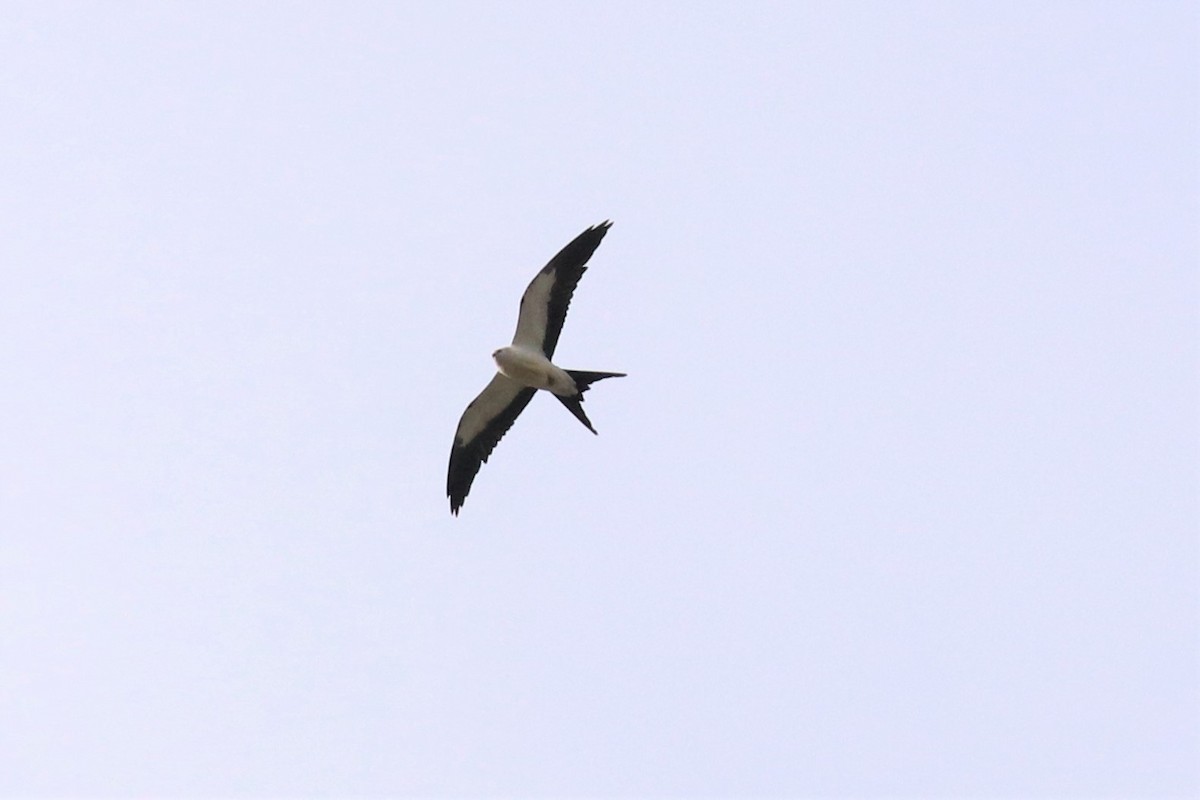 Swallow-tailed Kite - ML66738341