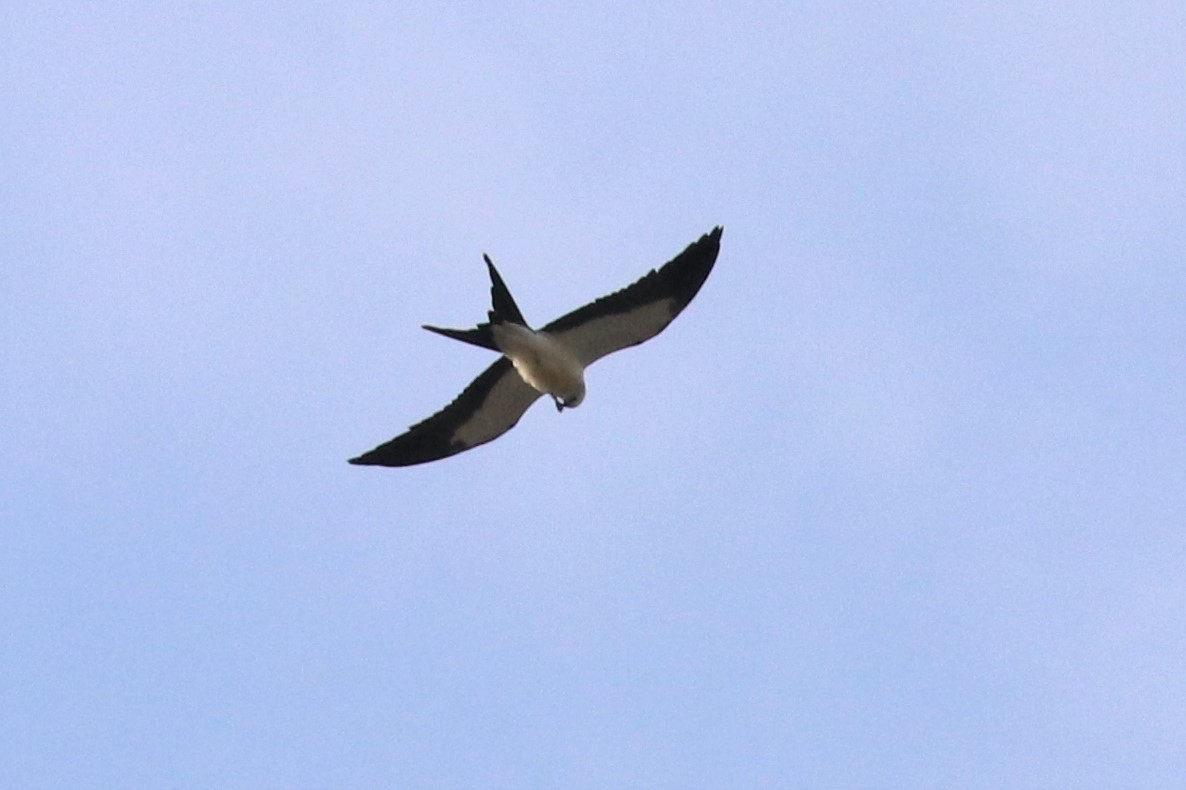 Swallow-tailed Kite - ML66738351