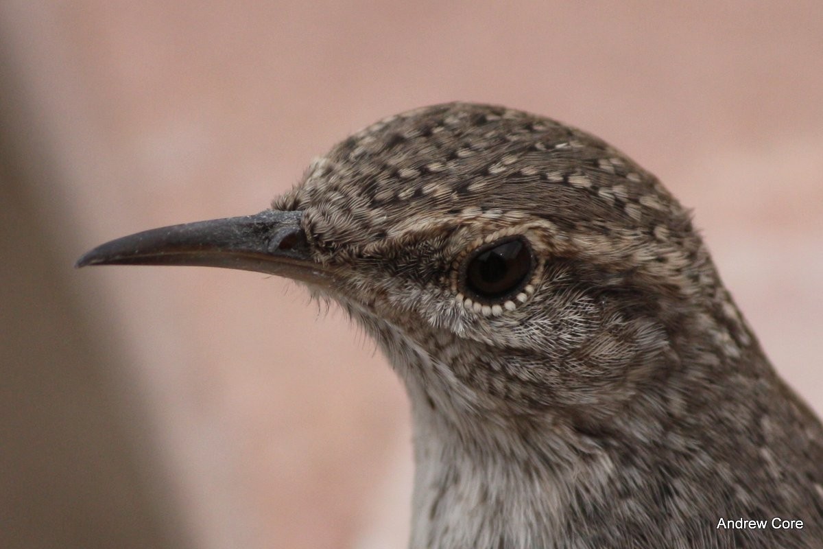 Rock Wren - Andrew Core