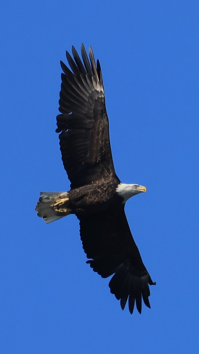 eBird Checklist - 22 Oct 2026 - Cape Henlopen State Park - 58 species ...