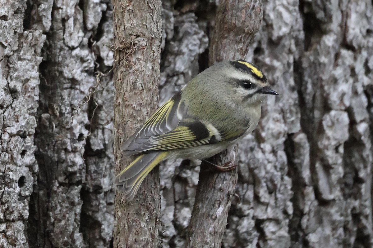eBird Checklist - 15 Oct 2026 - Cape Island--CMP--CMBO Northwood Center ...