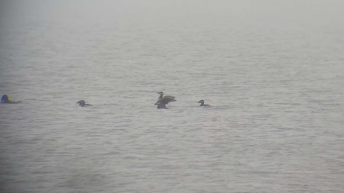 eBird Checklist - 22 Oct 2026 - Park Point--Duluth Rowing Club - 9 species