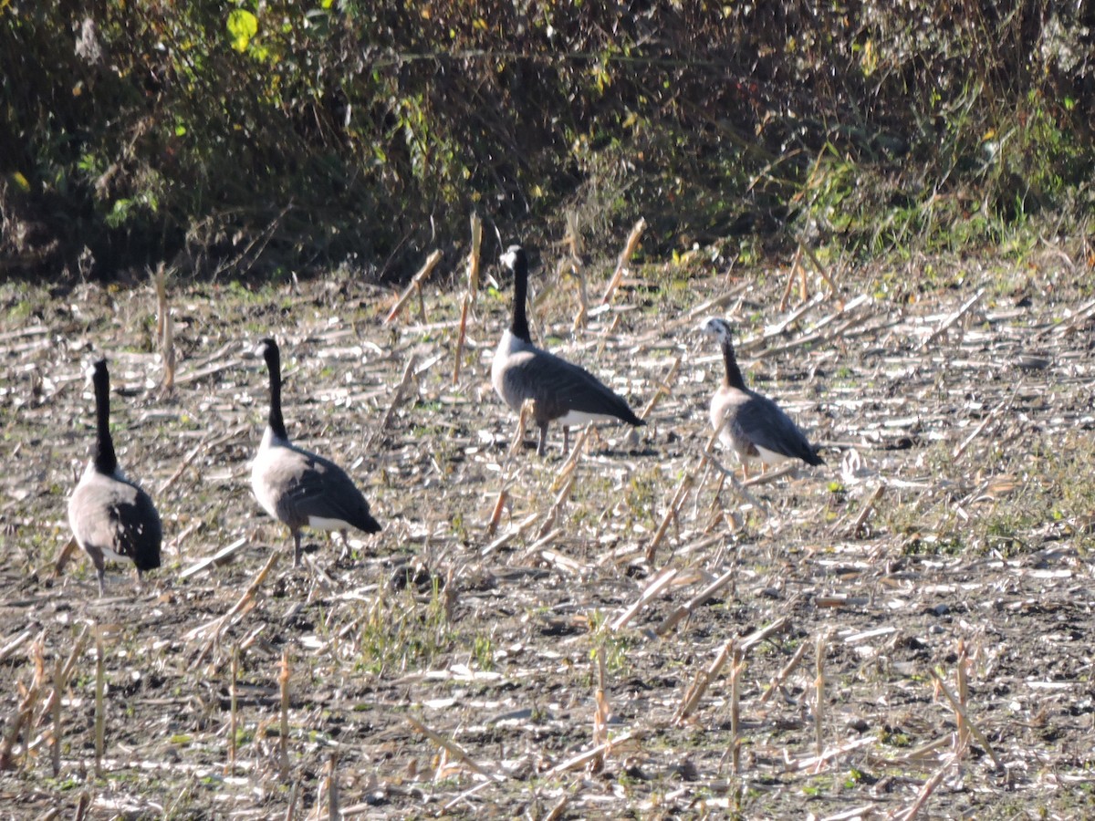 ML667396376 - Domestic goose sp. x Canada Goose (hybrid) - Macaulay Library