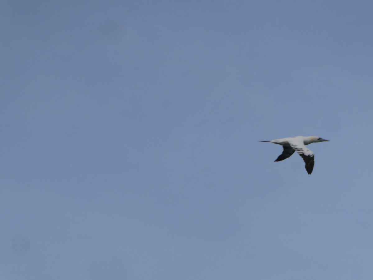 eBird Checklist - 22 Oct 2026 - Halibut Point SP - 20 species