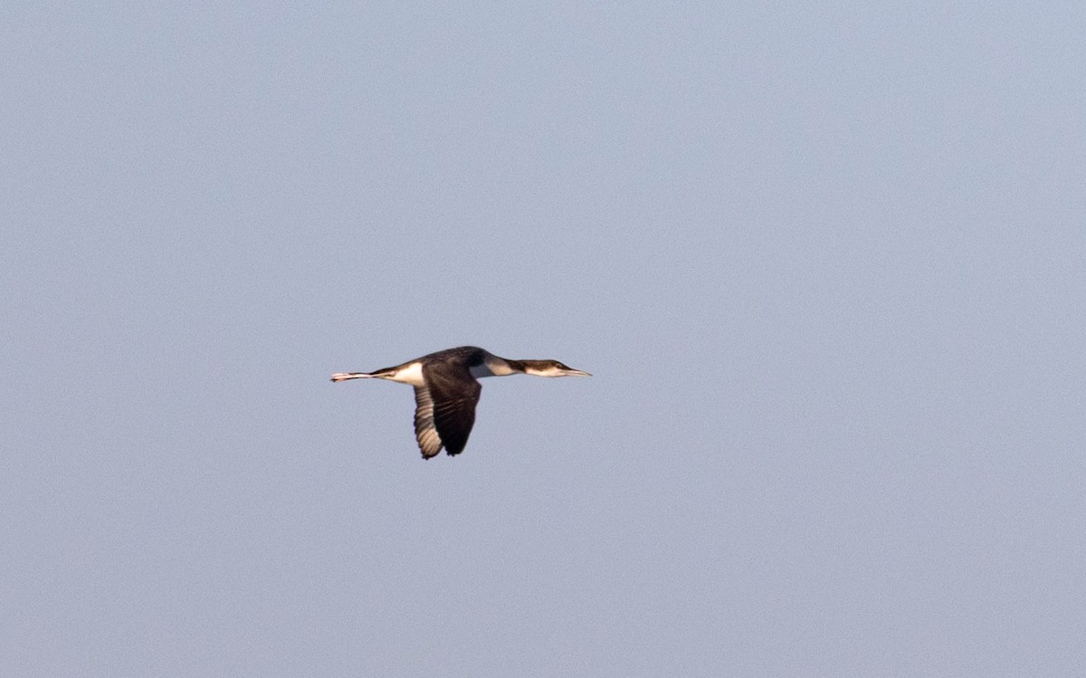 eBird Checklist - 22 Oct 2026 - Lake Norman (Mecklenburg Co.) - 10 species