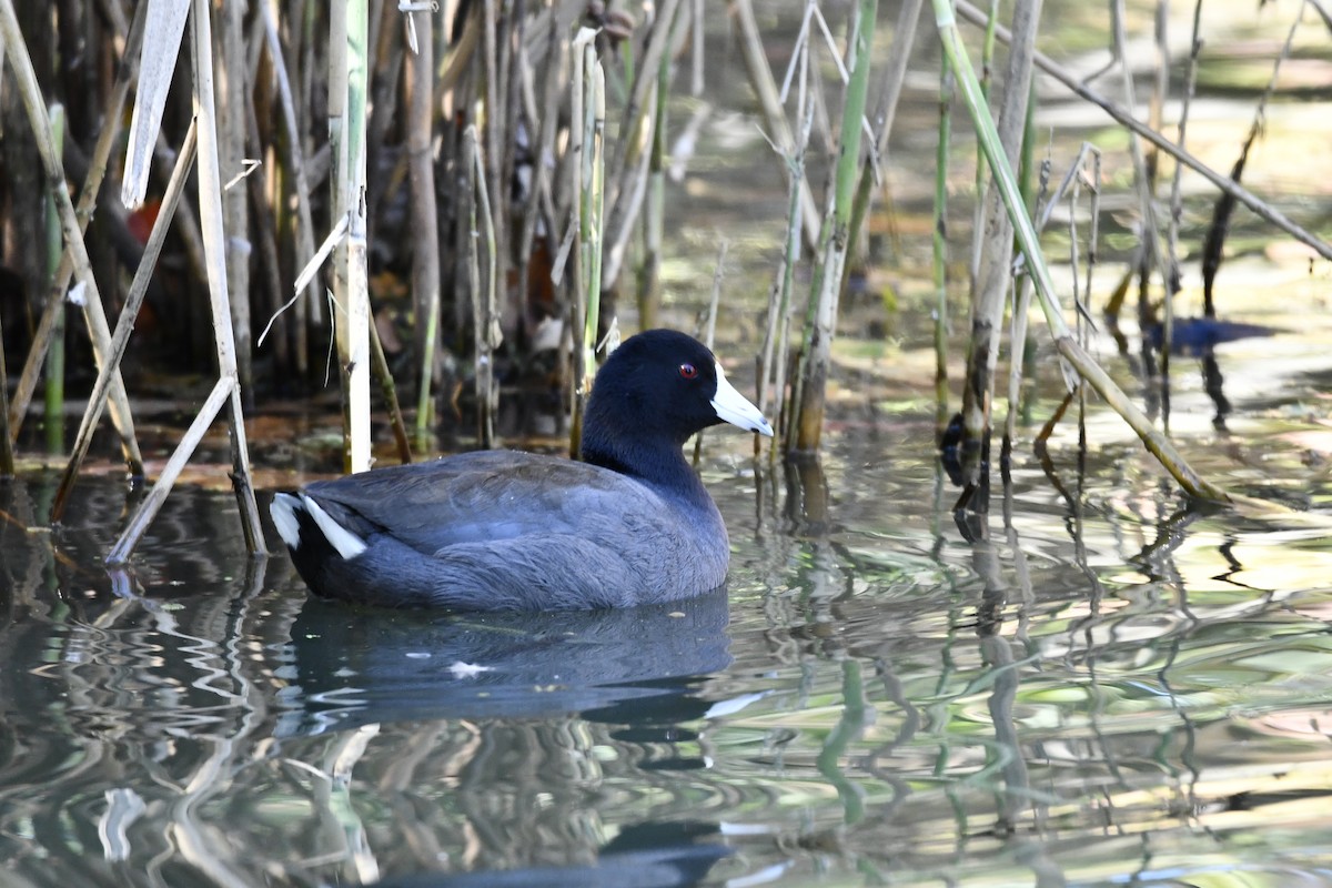 eBird Checklist - 22 Oct 2026 - Prospect Park - 56 species