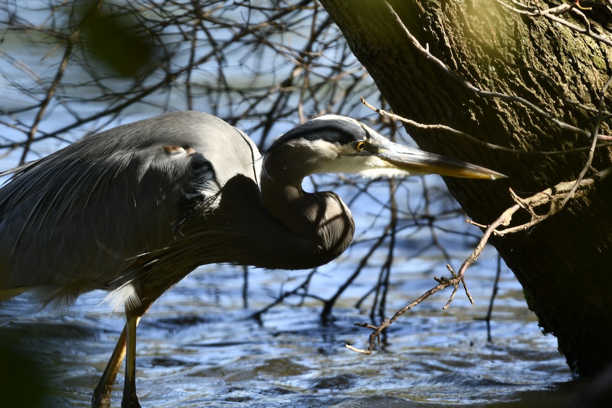 eBird Checklist - 22 Oct 2026 - Prospect Park - 47 species