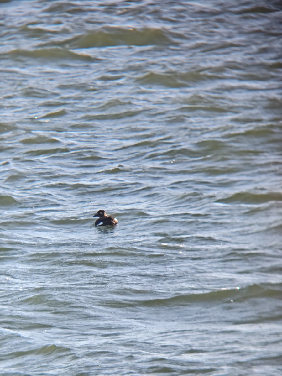 eBird Checklist - 22 Oct 2026 - Veterans Memorial Pier - 9 species