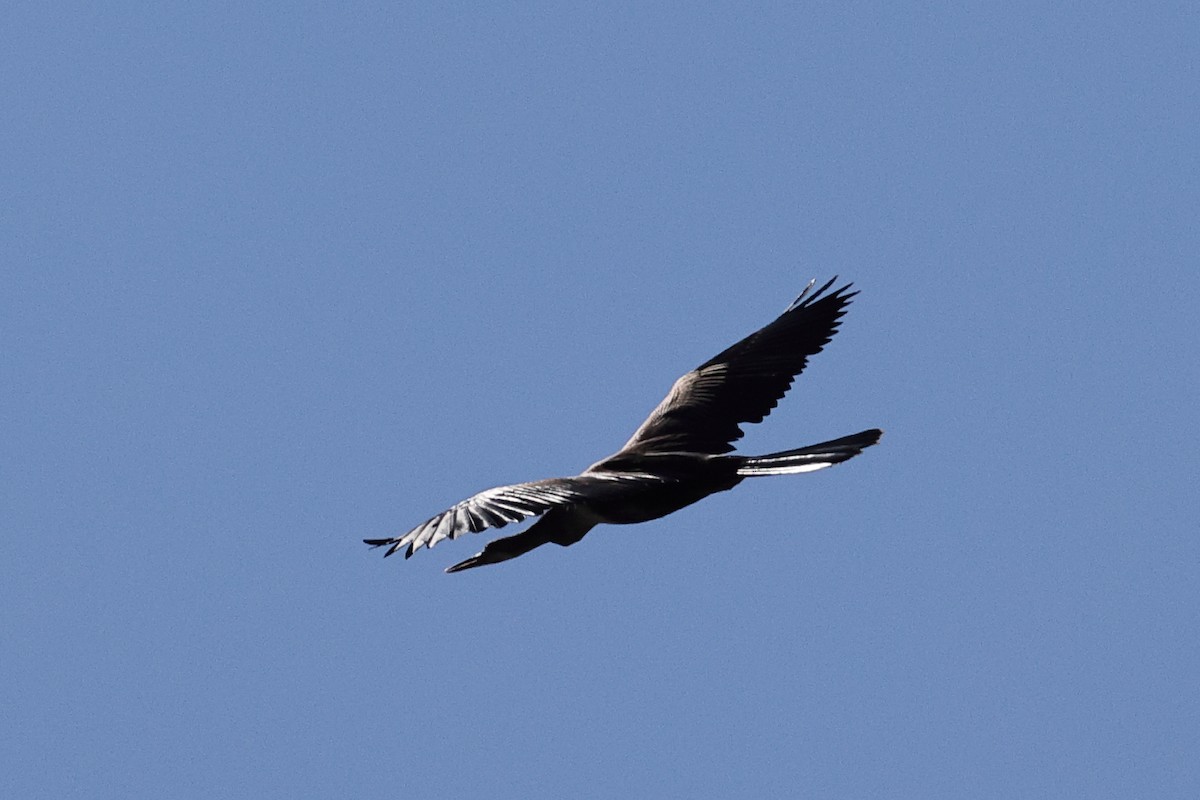 eBird Checklist - 22 Oct 2026 - Cedar Point Park - 19 species
