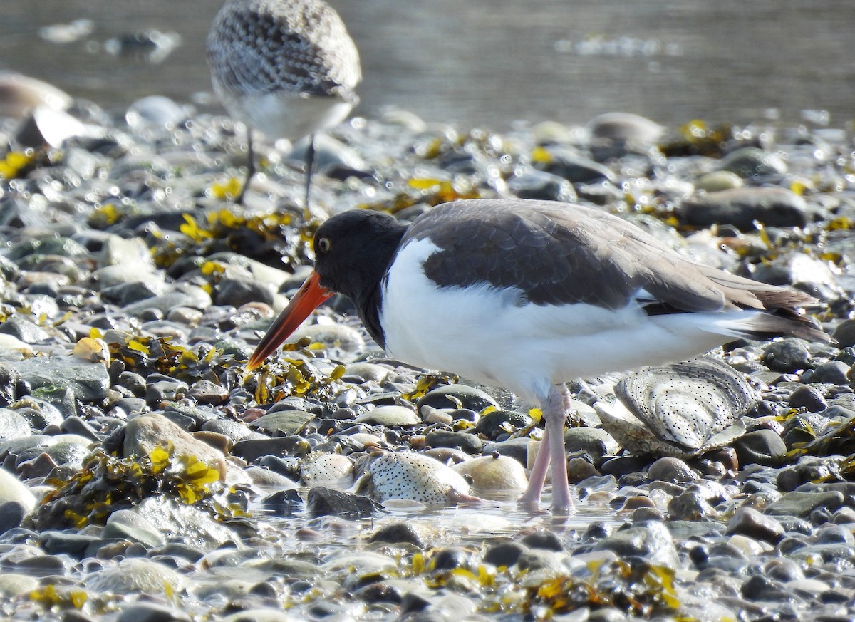 eBird Checklist - 22 Oct 2026 - Black's Creek Mouth - 16 species (+1 ...