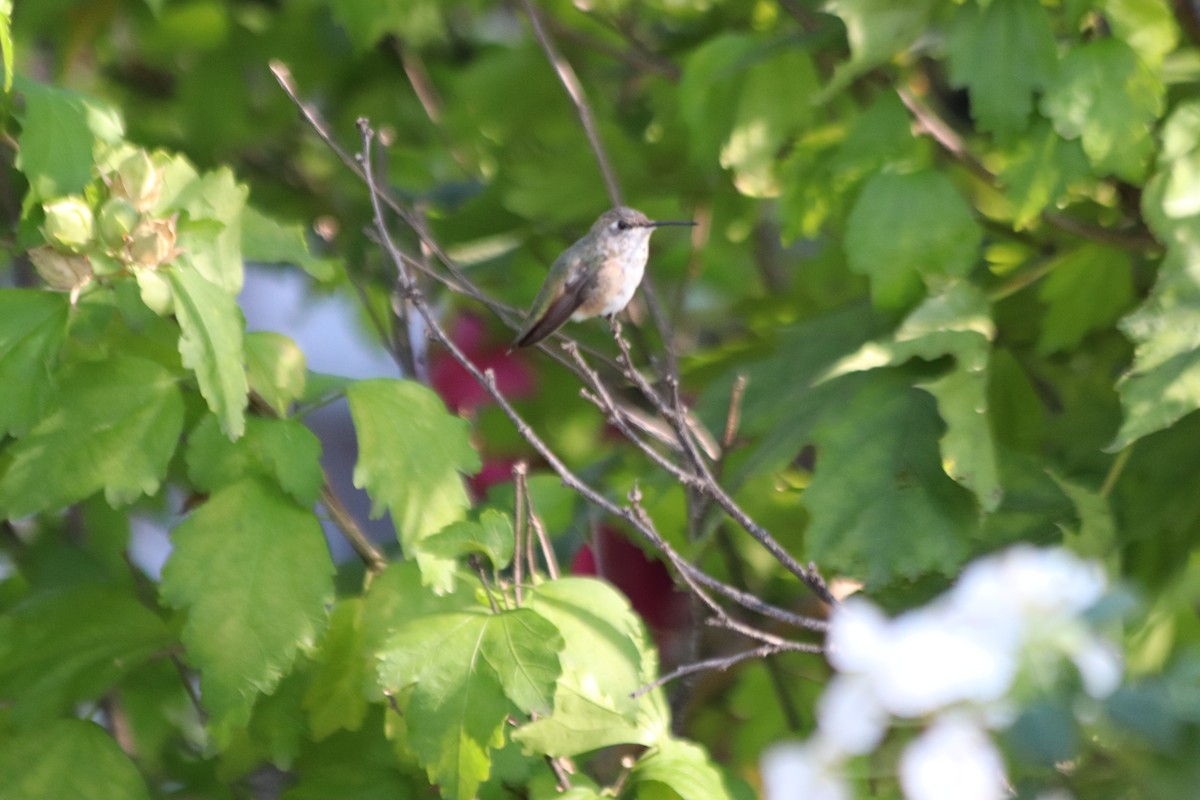 eBird Checklist - 21 Oct 2026 - stakeout Rufous Hummingbird, Chicago ...