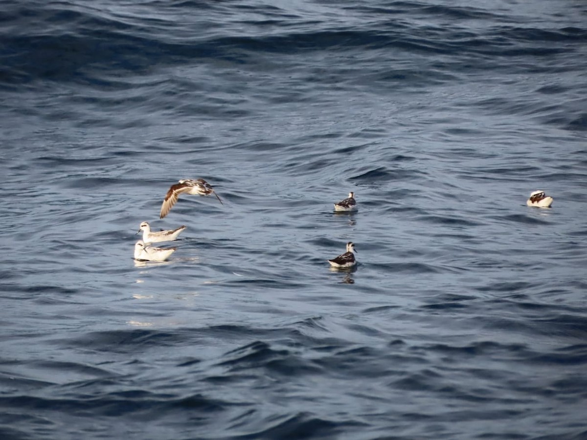 eBird Checklist - 22 Oct 2026 - Iquique--Pelágico - 30 species (+5 ...