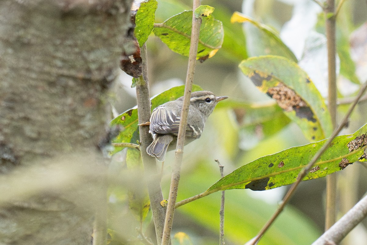 eBird Checklist - 22 Oct 2026 - Etheldore St. riparian area - 34 species