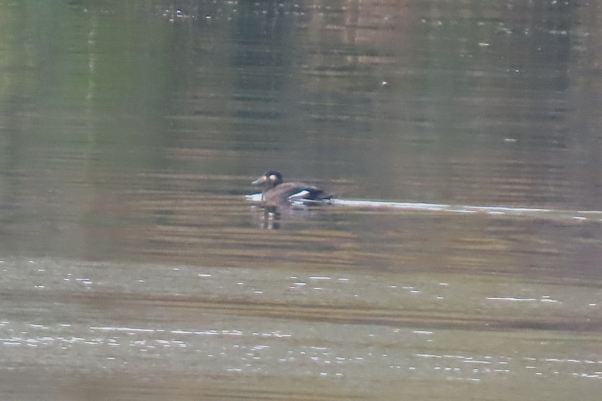 eBird Checklist - 22 Oct 2026 - Hells Gate SP - 52 species (+1 other taxa)