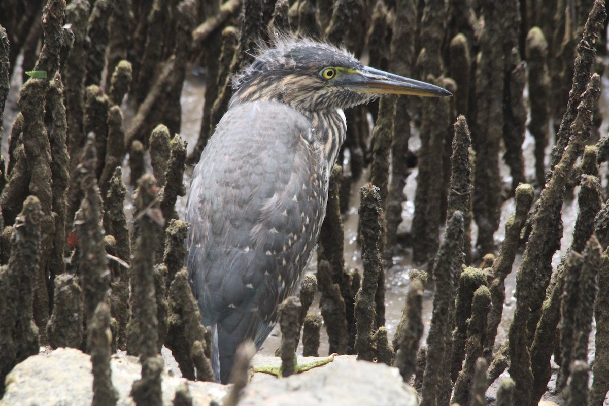 ML667427852 - Little Heron - Macaulay Library