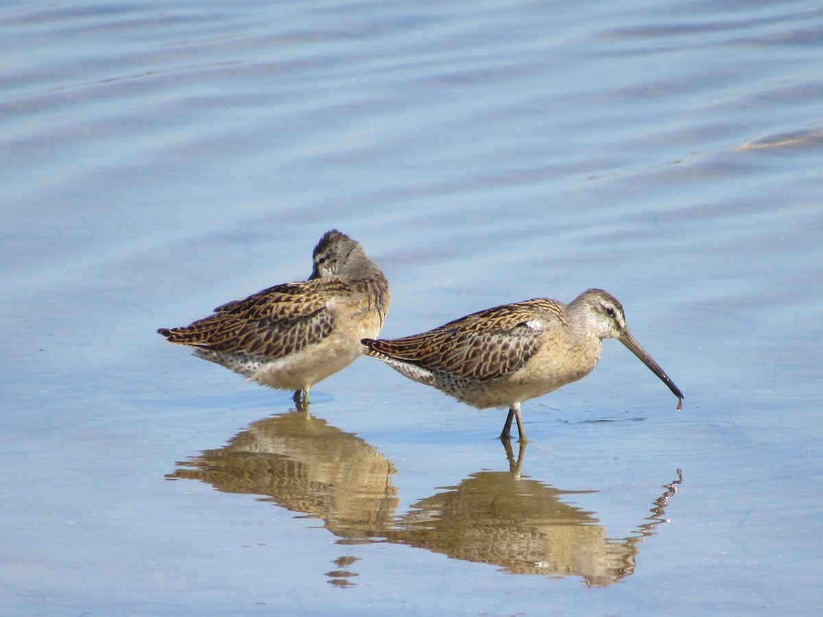 Short-billed Dowitcher - ML66742891