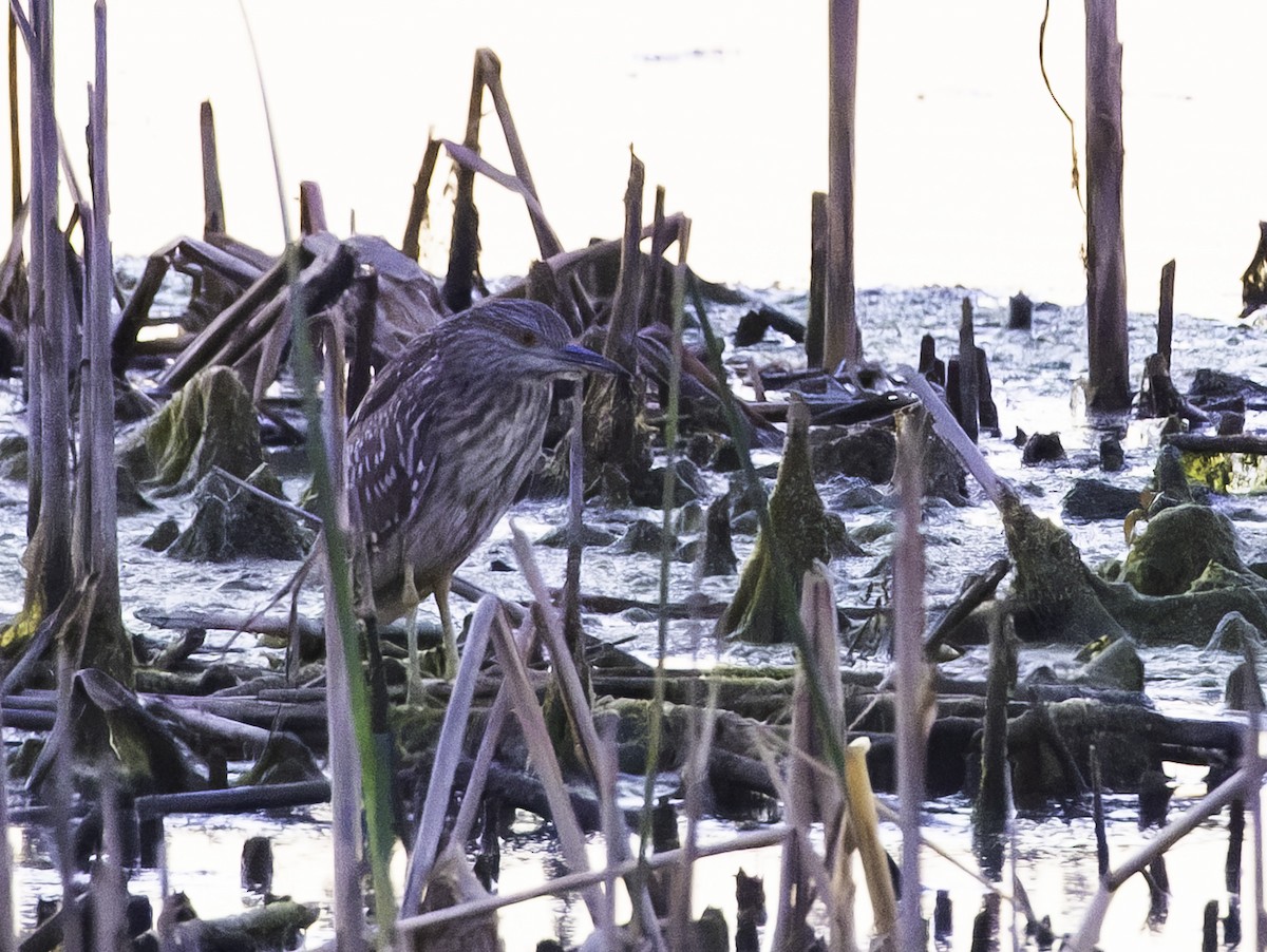 eBird Checklist - 22 Oct 2026 - Grant St. Marsh - 16 species